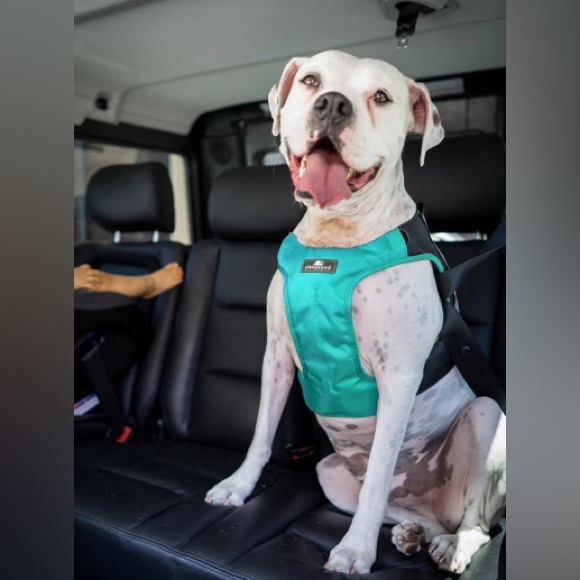 Large Sleepypod Safety ClickIt Terrain 3 Point Safety Harness Bundle- Blue - Picture 3 of 14